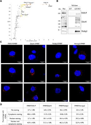 Combining affinity purification and mass spectrometry to define the network of the nuclear proteins interacting with the N-terminal region of FMRP